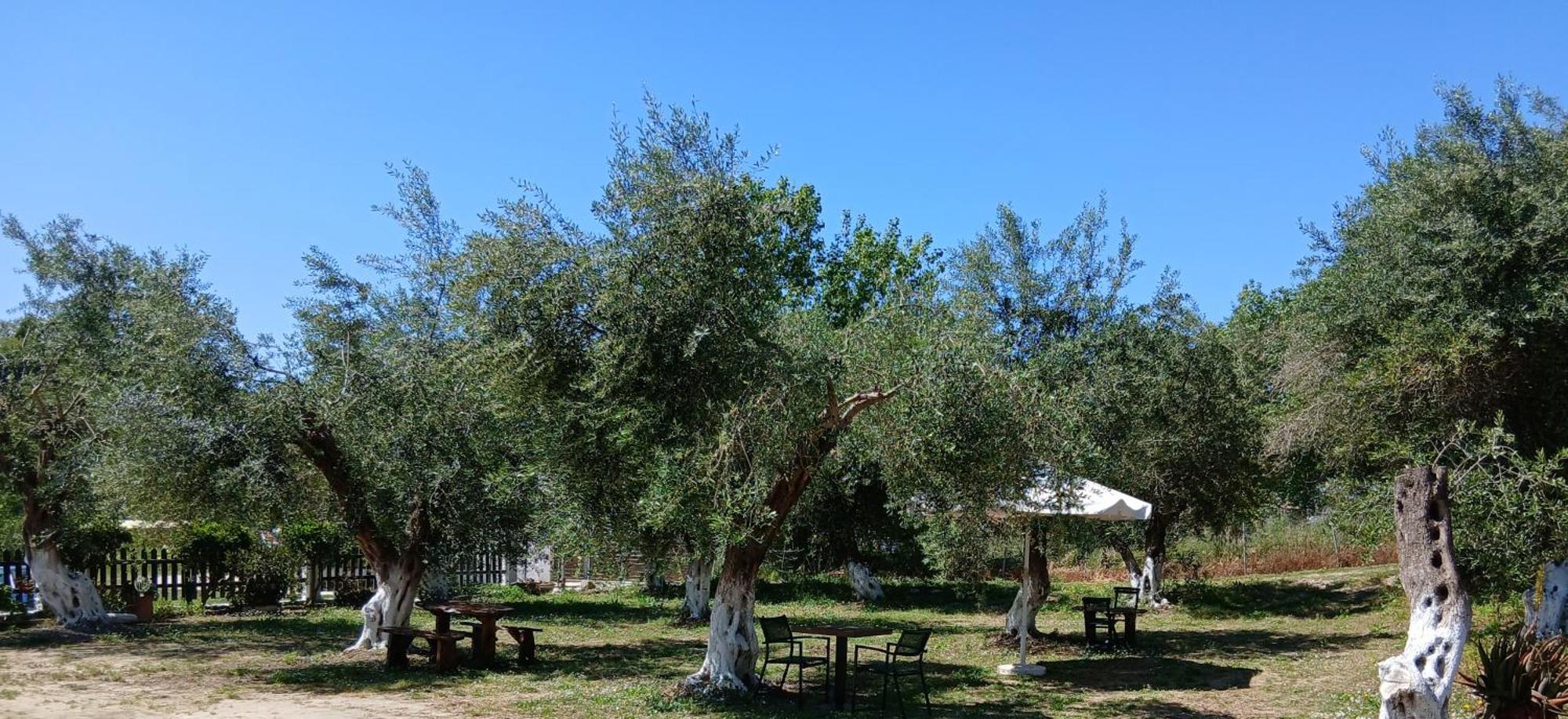 Bed and Breakfast Olive House Marathiás Exterior foto
